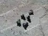 Фото 12 ОВИ 03.004 Подшипник